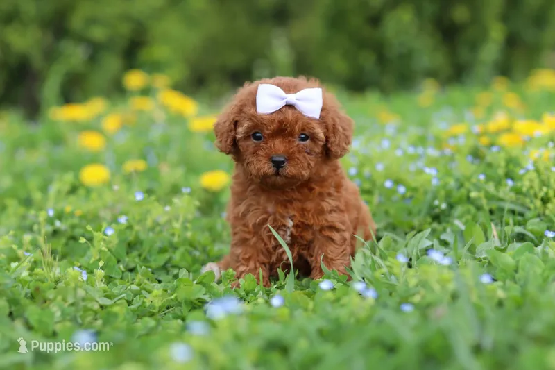 Precious – Cavapoo puppy on hold in Dundee, OH