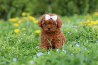 Precious, a female Cavapoo for sale in Dundee, OH – 1 of 8