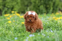 Precious, a female Cavapoo for sale in Dundee, OH – 8 of 8