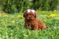 Precious, a female Cavapoo for sale in Dundee, OH – 4 of 8