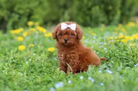 Precious, a female Cavapoo for sale in Dundee, OH – 7 of 8