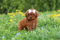 Precious, a female Cavapoo for sale in Dundee, OH – 6 of 8