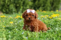 Precious, a female Cavapoo for sale in Dundee, OH – 5 of 8