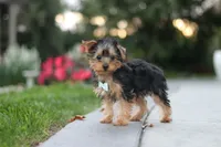 Tucker, a male Yorkipoo for sale in Dundee, OH – 4 of 10
