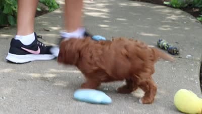 Theo, a male Cavapoo for sale in Dundee, OH – 9 of 9