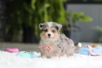 Nala, a female Miniature Australian Shepherd and Havachon for sale in Dundee, OH – 6 of 8