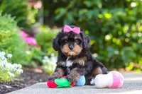 Millie, a female Cavapoo for sale in Dundee, OH – 5 of 10