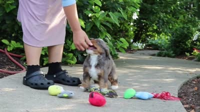 Bentley, a male Miniature Bernedoodle for sale in Dundee, OH – 10 of 10