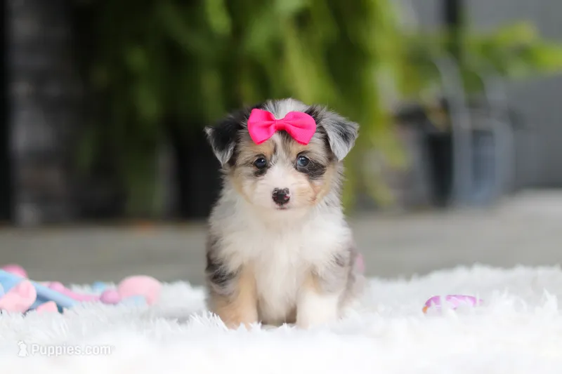 Ellie – Miniature Australian Shepherd, Havachon puppy for sale in Dundee, OH