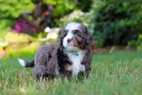 Whyatt, a male Miniature Bernedoodle for sale in Dundee, OH – 4 of 9