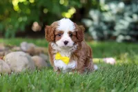 Oscar, a male Cavapoo for sale in Dundee, OH – 6 of 10