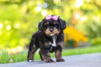 Millie, a female Cavapoo for sale in Dundee, OH – 8 of 10