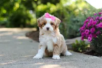 Haven, a female Cavapoo for sale in Dundee, OH – 8 of 10