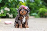 Kylie, a female Cavapoo for sale in Dundee, OH – 5 of 8