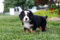Mila, a female Bernese Mountain Dog for sale in Dundee, OH – 8 of 10