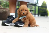 Tucker, a male Cavapoo for sale in Dundee, OH – 4 of 6