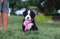 Juliette, a female Bernese Mountain Dog for sale in Dundee, OH – 3 of 10