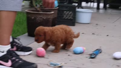 Tucker, a male Cavapoo for sale in Dundee, OH – 6 of 6