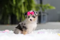 Ellie, a female Miniature Australian Shepherd and Havachon for sale in Dundee, OH – 9 of 10