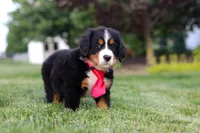 Prince, a male Bernese Mountain Dog for sale in Dundee, OH – 2 of 8