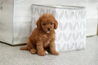 Ace, a male Cavapoo for sale in Dundee, OH – 6 of 7