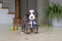Vance, a male Miniature Bernedoodle for sale in Dundee, OH – Photo 3 of 8