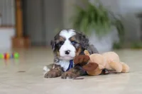 Vance, a male Miniature Bernedoodle for sale in Dundee, OH – Photo 7 of 8