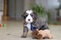 Vance, a male Miniature Bernedoodle for sale in Dundee, OH – Photo 6 of 8
