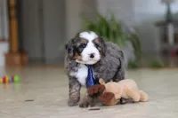 Vance, a male Miniature Bernedoodle for sale in Dundee, OH – Photo 8 of 8