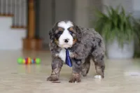 Vance, a male Miniature Bernedoodle for sale in Dundee, OH – Photo 4 of 8