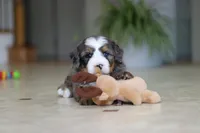 Vance, a male Miniature Bernedoodle for sale in Dundee, OH – Photo 5 of 8