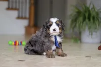 Vance, a male Miniature Bernedoodle for sale in Dundee, OH – Photo 2 of 8