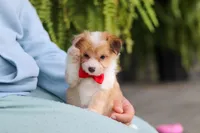 Milo, a male Miniature Australian Shepherd and Havachon for sale in Dundee, OH – 4 of 10