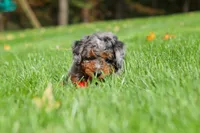 Kelce, a male Miniature Bernedoodle for sale in Dundee, OH – 9 of 10