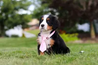 Zara, a female Bernese Mountain Dog for sale in Dundee, OH – 6 of 10