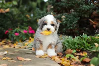 Paris, a female Miniature Bernedoodle for sale in Dundee, OH – 1 of 10