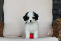 Brady, a male Cavapoo for sale in Dundee, OH – 9 of 10