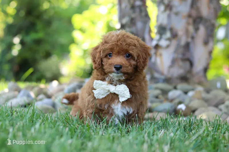 Maggie – Cavapoo puppy for sale in Dundee, OH