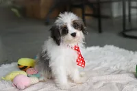 Cooper, a male Cavapoo for sale in Dundee, OH – Photo 4 of 8