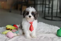 Cooper, a male Cavapoo for sale in Dundee, OH – Photo 7 of 8