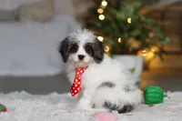 Cooper, a male Cavapoo for sale in Dundee, OH – Photo 3 of 8