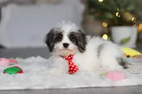 Cooper, a male Cavapoo for sale in Dundee, OH – Photo 2 of 8