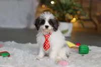 Cooper, a male Cavapoo for sale in Dundee, OH – Photo 8 of 8