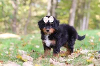 Dolly, a female Miniature Bernedoodle for sale in Dundee, OH – 7 of 10