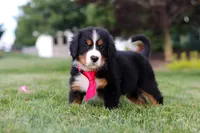 Prince, a male Bernese Mountain Dog for sale in Dundee, OH – 3 of 8
