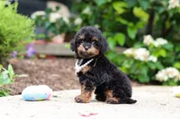 Callie, a female Cavapoo for sale in Dundee, OH – 4 of 5