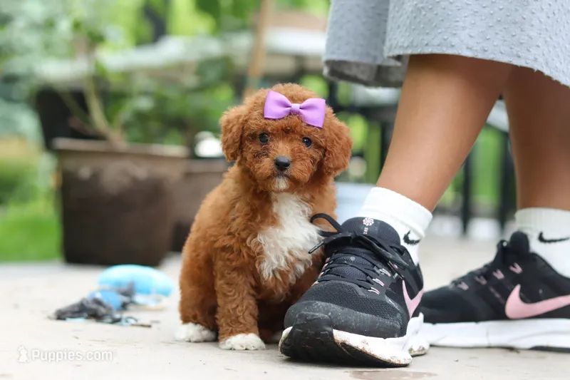 Sunshine – Cavapoo puppy for sale in Dundee, OH