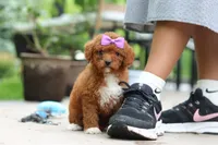 Sunshine, a female Cavapoo for sale in Dundee, OH – 1 of 6