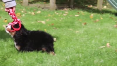 Taylor, a female Miniature Bernedoodle for sale in Dundee, OH – 6 of 6