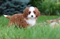 Maverick, a male Cavapoo for sale in Dundee, OH – 6 of 10